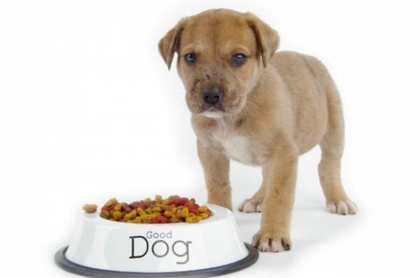 Kakvu hranu odabrati za psa? Psi mogu bez problema jesti i domaću hranu i kupovne granule. Sve zavisi na šta su navikli