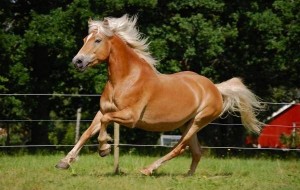 10 najlepših konja na svetu