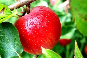 Jabučasto voće