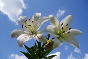 Simbol i korišćenje cveća ljiljan