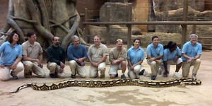 10 najdužih zmija na svetu