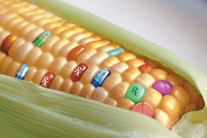 Šta je genetski modifikovana hrana i kakav ima uticaj na zdravlje?