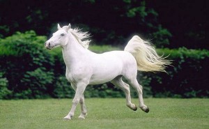Lipicaneri – konji posebne lepote
