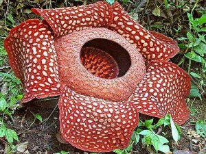 Zanimljive i neobične biljke u prirodi
