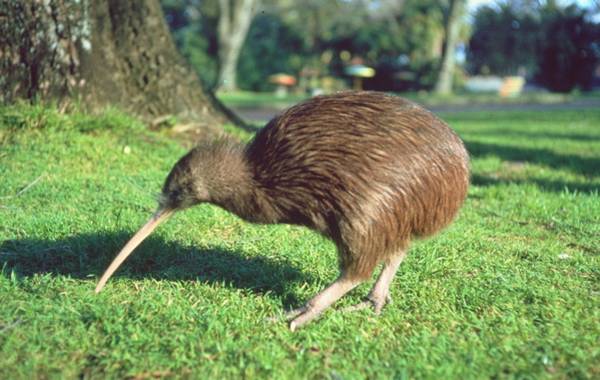 Novozelandska ptica kivi