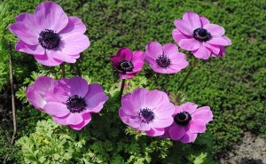 Anemone (japanske šumarice) – baštensko cveće
