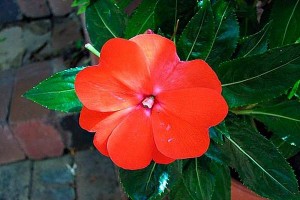 Cveće Nova Gvineja – saveti za uzgoj i negu