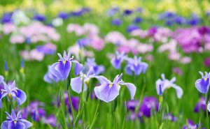 Iris (perunika) – sve o gajenju i održavanju