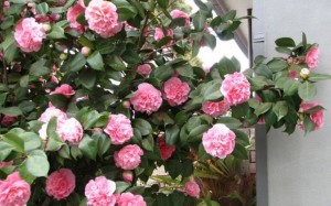 Kamelija (zimska japanska ruža)
