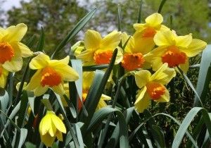 Narcis – saveti za negu i uzgoj