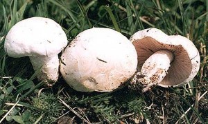 Rudnjača – jestiva livadska gljiva