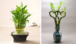 Bambus (sobna biljka) – gajenje i nega