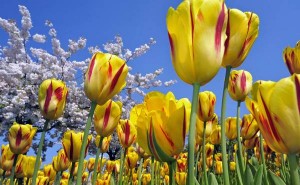 Tulipani (lale) – saveti za gajenje u bašti i na balkonu