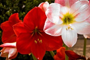 Amarilis (sobno cveće) – nega i uzgoj