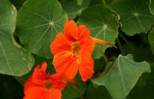 Dragoljub – baštensko cveće