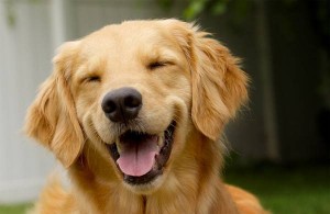 Emocije kod pasa: Da li pas oseća radost ili tugu?
