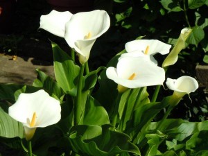 Kala (sobno cveće) – uzgoj i nega