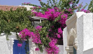 Najlepše saksijsko cveće za terase i balkone