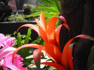Bromelija – sobna biljka