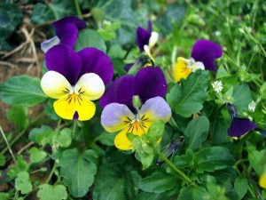 Dan i noć (maćuhica) – baštensko cveće