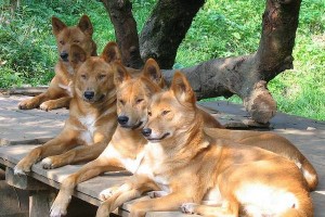 Dingo – divlji pas