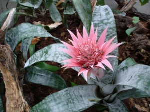 Ehmeja (sobna biljka) – uzgoj i nega