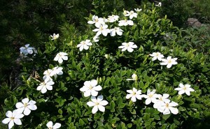 Gardenija – saksijska sobna biljka