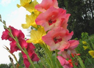 Gladiole – uzgoj i nega