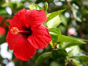 Hibiskus (sobna ukrasna biljka) – nega i gajenje