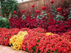 Hrizanteme (jesenja ruža) – nega i uzgoj