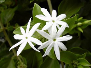 Jasmin – cvet opojnog mirisa