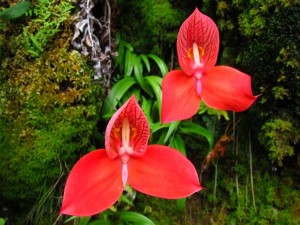 Orhideja – nesvakidašnji ukras doma
