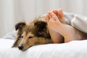 Kako naučiti psa da ne koristi gazdinu fotelju ili krevet