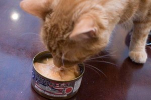 Hrana koju ne smete davati mačkama