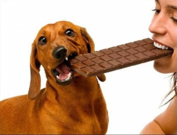Čokolada kod pasa izaziva dijareju.