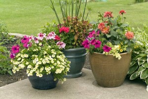 Saveti za aranžiranje cveća u saksijama i žardinjerama
