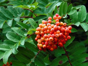 Jarebika – otporno drvo gorkih plodova