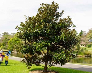 Magnolija – omiljeno ukrasno drvo u baštama