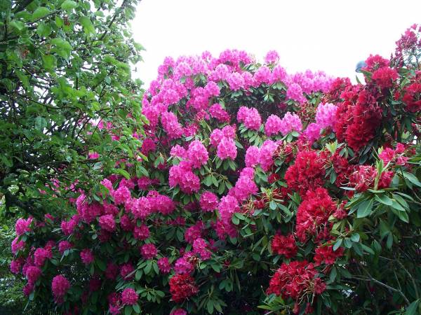 rododendron1